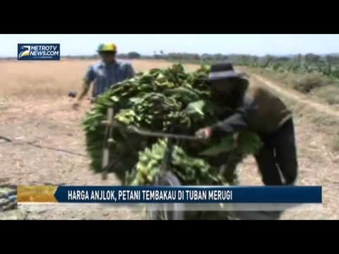 Harga Anjlok, Petani Tembakau di Tuban Merugi