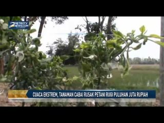 Cuaca Ekstrem, Tanaman Cabai Rusak Petani Rugi Puluhan Juta Rupiah