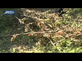 Ratusan Hektar Tanaman Jeruk di Jember Mati Diserang Jamur