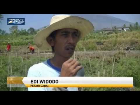 Kemarau, Produktivitas Tanaman Cabai di Temanggung Turun