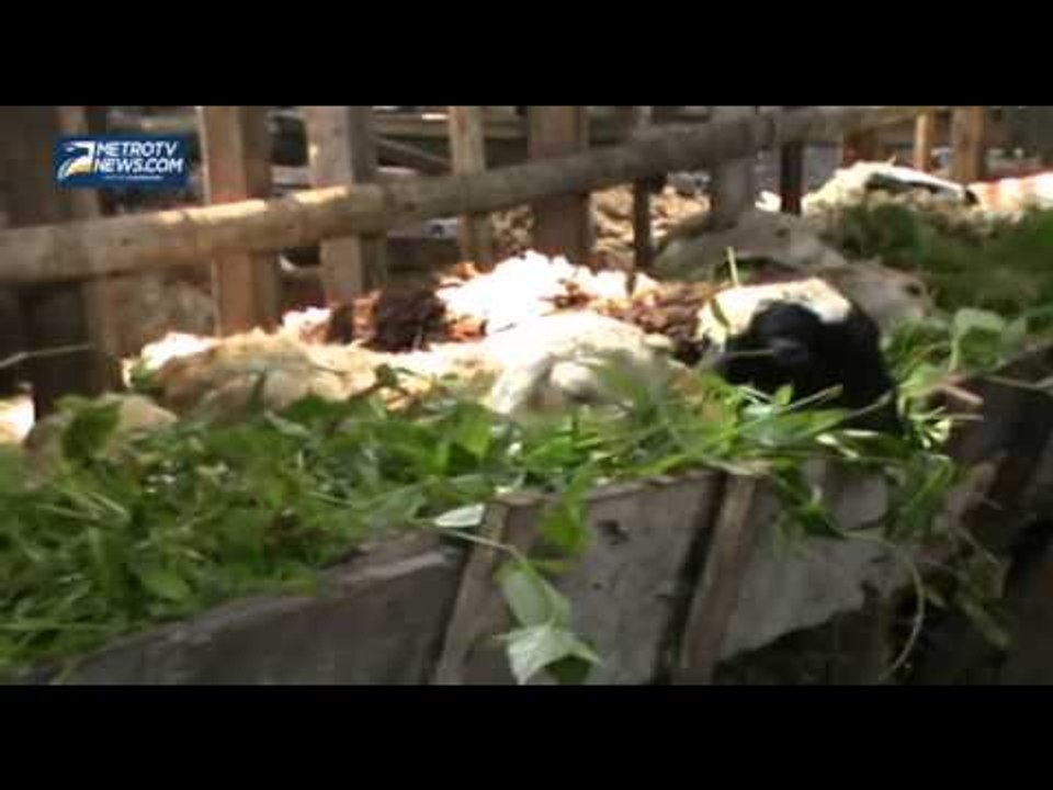 Harga Kambing Kurban di Batubara Naik