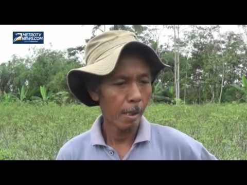Kemarau Panjang, Petani Cabai di Tasikmalaya Gagal Panen