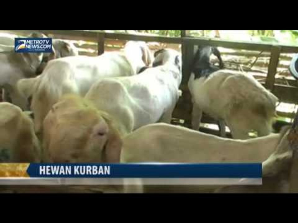 Harga Meningkat 30 Persen, Kambing Kurban di Denpasar Sepi Pembeli