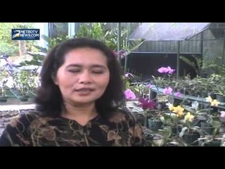 Budidaya Anggrek Hasilkan Jutaan Rupiah