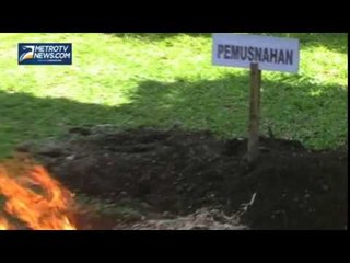 Petugas Musnahkan Lobster Sitaan dari Pulau Enggano