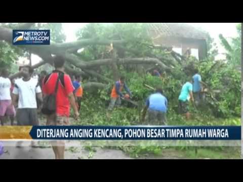 Diterjang Angin Kencang, Pohon Besar Timpa Rumah Warga