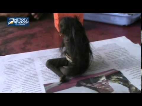 Warga Batuhiu Digegerkan Penemuan Jenglot