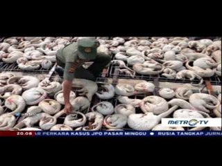 NSI - Satwaku Sayang, Satwaku Malang