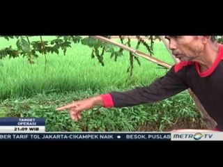 Target Operasi: Dukun Kopi Sianida Pencabut Nyawa