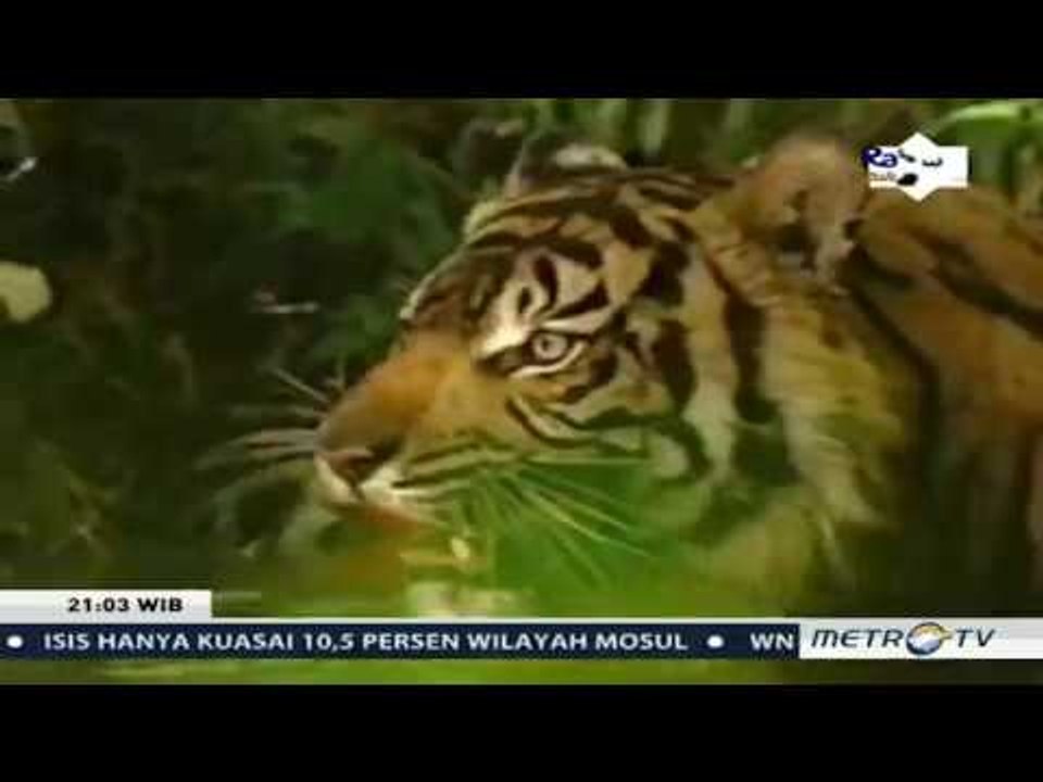 1000 Meter - Gunung Batu yang Hijau