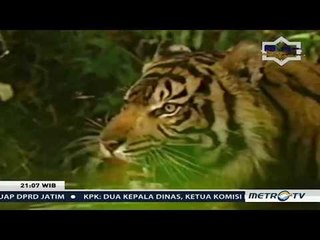 1000 Meter - Menanti Limboto Sehat Kembali
