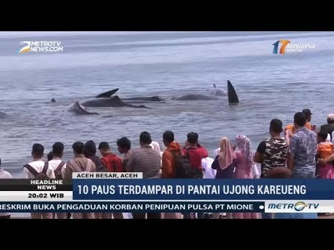 10 Ekor Paus Terdampar di Pantai Ujong Kareung