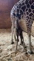 April the Giraffe Giving Birth |  CLOSE UP NEW BABY