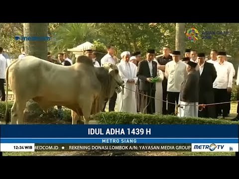 Setelah Shalat Idul Adha, Jokowi Hampiri Sapi Kurban 1,4 Ton Miliknya