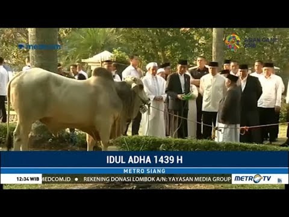 Setelah Shalat Idul Adha, Jokowi Hampiri Sapi Kurban 1,4 Ton Miliknya
