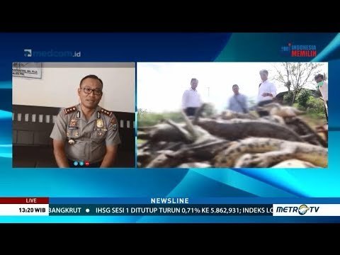 Warga & Pemilik Penangkaran Buaya Sepakat Tak Tempuh Jalur Hukum