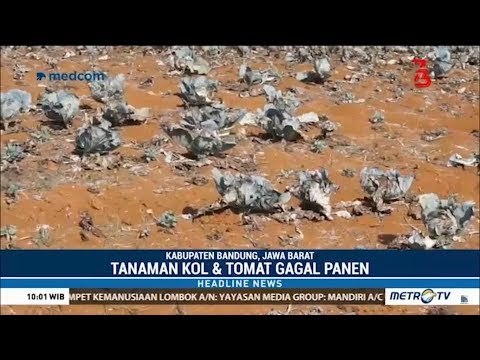 Kekeringan, Petani di Bandung Gagal Panen