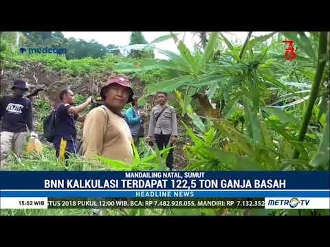 Milik Siapa 122,5 Ton Ganja Di 4,5 Hektar Lahan di Sumut ?