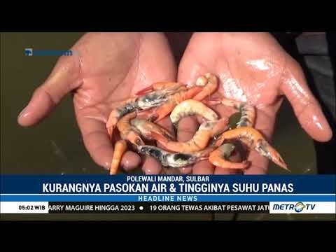 Air Surut, Panas Menyengat, Petani Tambak Udang di Polewali Mandar Terancam Gagal Panen