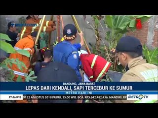 Ada Ada Saja, Sapi Kurban Tercebur ke Sumur