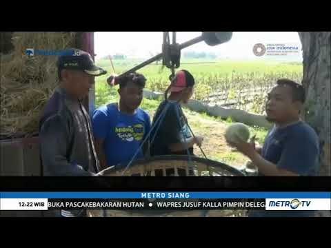 Berkah Musim Kemarau Bagi Petani Buah di Lamongan