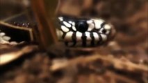 Rattlesnake Vs Milk snake Vs Rat -  Most Amazing Attack Of Animals -Milk Snake Eats Rattlesnake