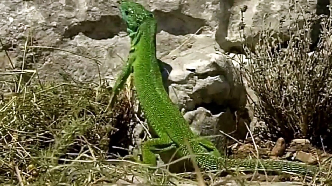 Black Mamba Vs Chameleon ¦ Vicious Snake Battles Chameleon