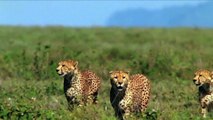 Cheetahs Attacking Serval Cat ¦ wild animal attack videos