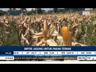 RI Impor 100 Ribu Ton Jagung Agar Harga Pakan Ternak Tak Melambung