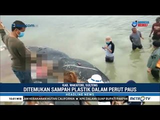 Bangkai Paus Terdampar di Wakatobi