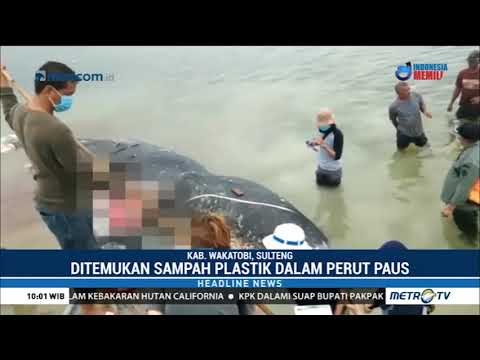 Bangkai Paus Terdampar di Wakatobi