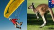 Saat mendarat, atlet paralayang ini tiba-tiba diserang kangguru - TomoNews