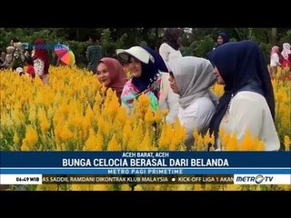 Seakan di Eropa, Cantiknya 'Taman Bunga Celosia' di Aceh