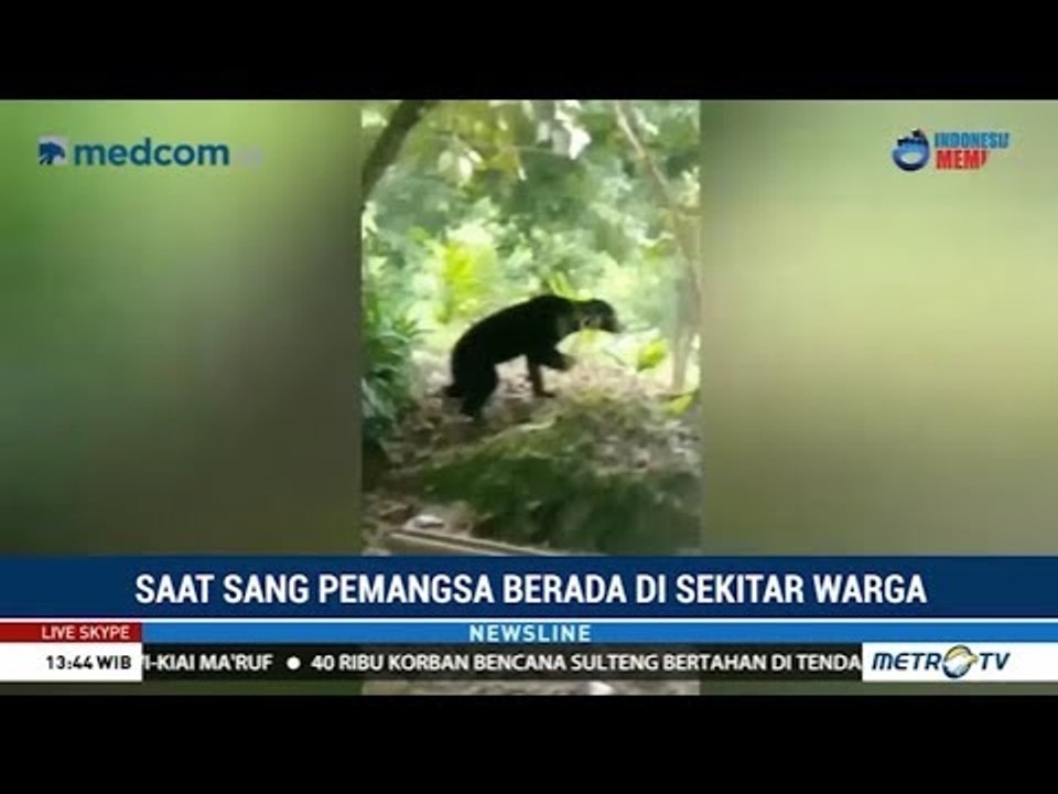 Beruang Buas Berkeliaran di Permukiman di Padang