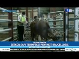 Sapi Terinfeksi Brucellosis Dimusnahkan Balai Karantina Cilegon