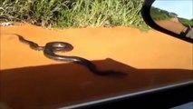 Giant Python attack  Car ¦ Humans on Road ¦ african rock python ¦ Python attacked human