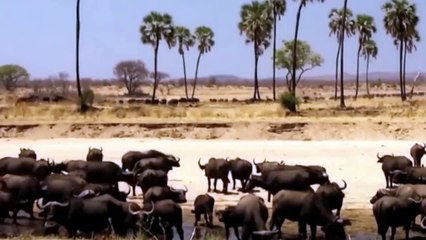 Lion Pride Catches A Buffalo ¦ BUFFALO HERD VS LION PRIDE ¦ lions vs buffalo documentary