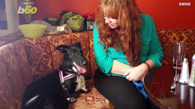 This Adorable Dog Has A Custom Wheelchair For His Front Legs