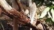 Ce koala kiffe les gratouilles au ventre.. et en redemande quand ça s'arrête !