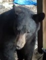 Tomber sur un ours en ouvrant la porte de la maison !