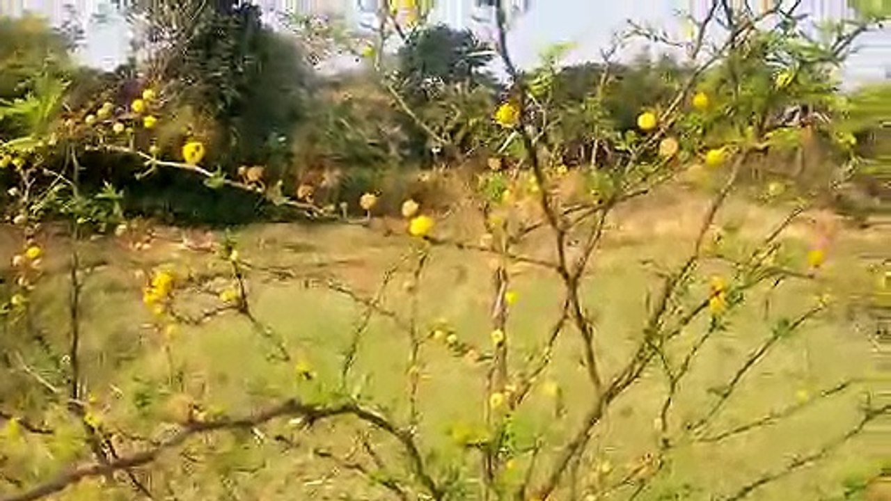 Acacia flowers