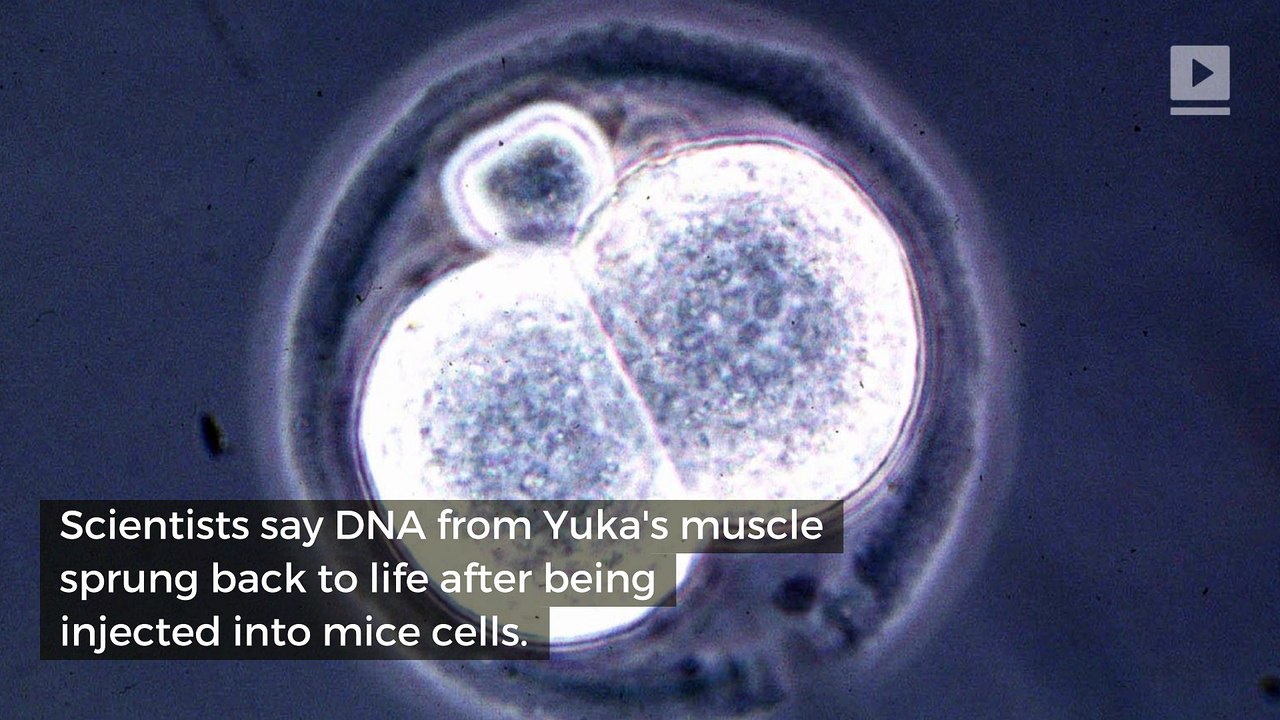 Scientists Revive DNA From Ancient Woolly Mammoth
