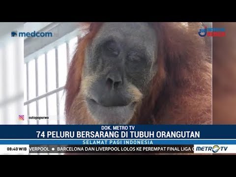Induk Orangutan Diberondong 74 Peluru