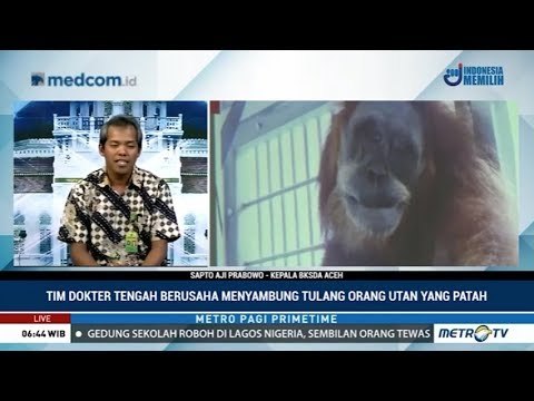 Orang Utan Korban Penembakan di Aceh Jalani Perawatan Intensif