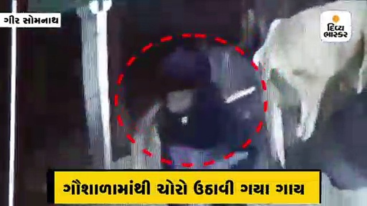 બોલો! હવે ગૌશાળામાં પણ ગાયો અસલામત, સોમનાથની ગૌશાળામાંથી ચોરો ઉઠાવી ગયા પાંચ વાંછરડાં