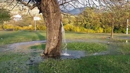 فيديو: الأمطار تعيد لذاكرة الإنترنت ظاهرة نادرة لشجرة تتحول إلى نافورة