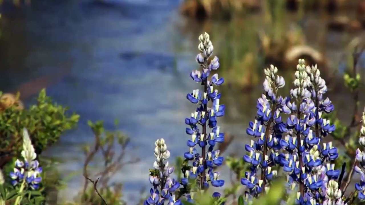 Existe Vida Após a Morte - Conheça 2 Casos de Experiências Quase Morte Que Irá Te Afetar