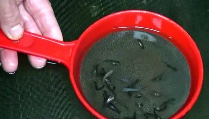 Memoğlu, çapraz döllemeyle çift başlı balık üretti!