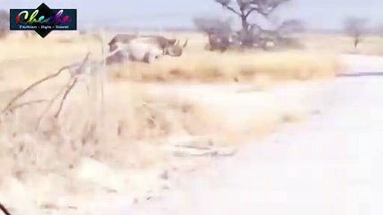 Rhino Attacking a car | Animals attack | Animal vs Car