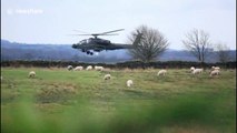 Sheep not afraid of low-flying Apache attack helicopter in north England
